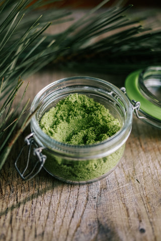 Świeże igliwie sosny i pączki sosny do przygotowania soli sosnowej